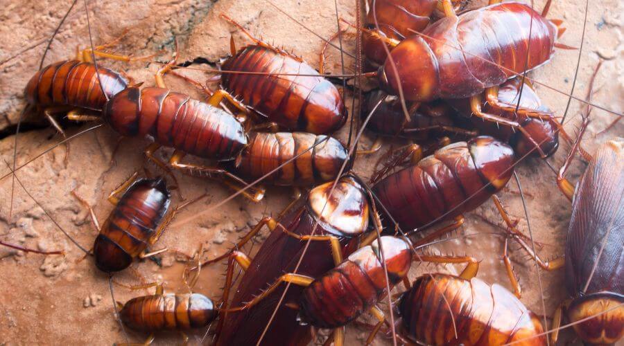 Professional pest control services services in Maitland